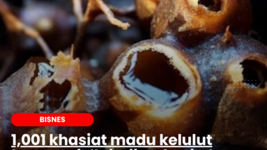 1,001 khasiat madu kelulut termasuk ‘tebalkan’ poket pengusahanya